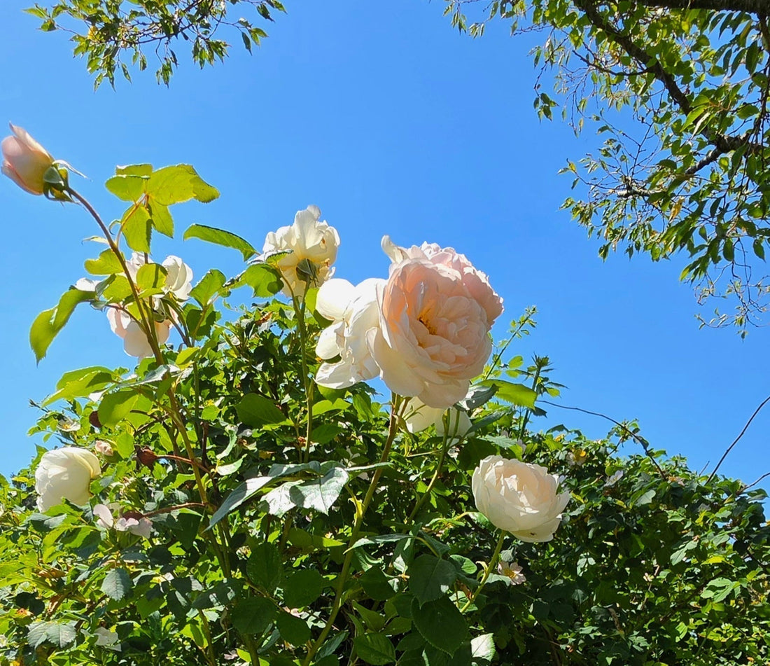 A Letter Before Midsummer