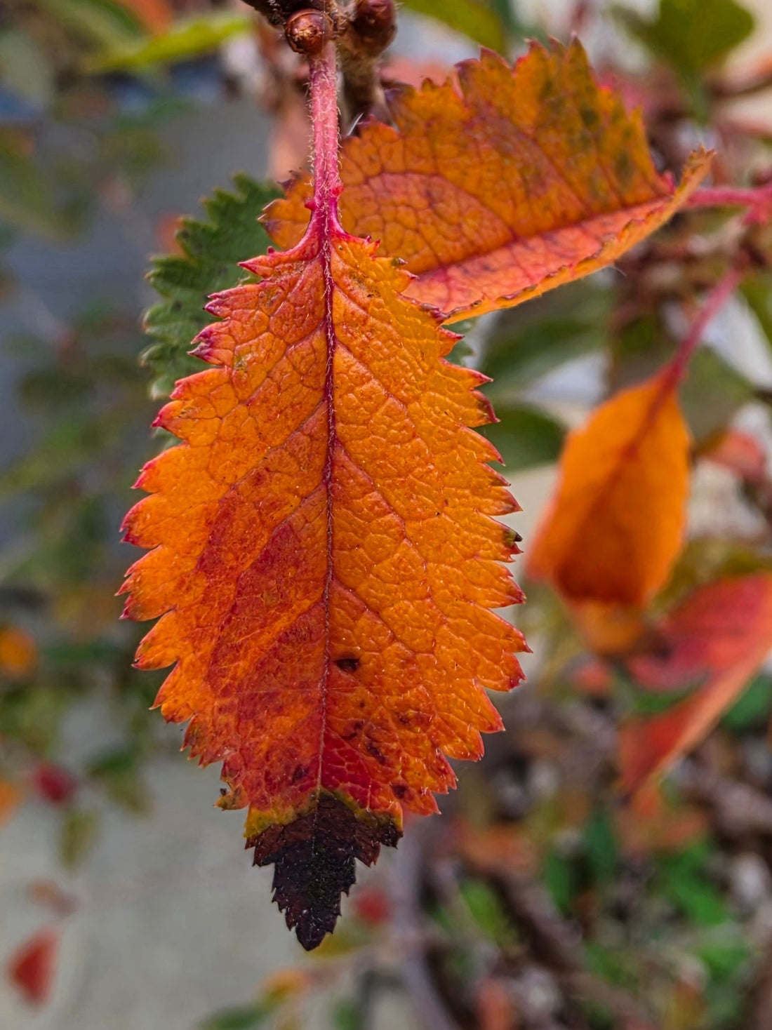 A Letter to Autumn