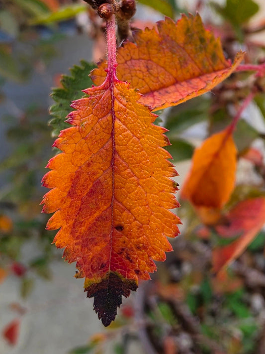 A Letter to Autumn