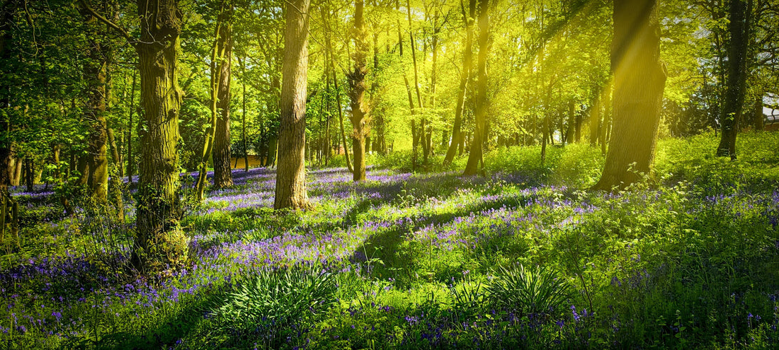 A Letter For Spring